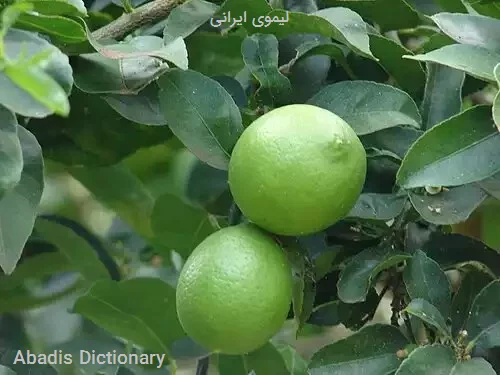 لیموی ایرانی